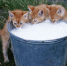 Фото: http://funtimes.ga/web/wallpapers/hd-cats-wallpapers-little-young-cats-drinking-milk-cat-backgrounds/800x600.jpg - Kaliningradfirst.Ru