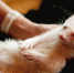 ferret-1215159_1280 - Kgzt.Ru