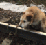 Привязавший собаку к рельсам под Петербургом мужчина объяснил свой поступок - Klops.Ru