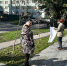 Мэрия отвергла деревья для озеленения на Красносельской и Белинского - ИА Русский Запад
