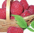 15-raspberries-3966401_960_720.jpg - Страна Калининград