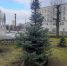 Мэрия высадит ёлки с площади Победы на улицах Калининграда - Kaliningrad.Ru