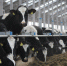 В Калининградской области 11 компаний получат субсидии на племенное животноводство - ИА Русский Запад