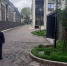 Калининградский застройщик высадил ядовитый клен у новостройки - FreeKaliningrad.Ru