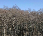 Деревья В Калининграде Фото