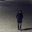 Власти Зеленоградска обещают 50 тысяч рублей за помощь в розыске похитителя туй - NewKaliningrad.Ru