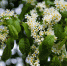 Калининградцы пожаловались губернатору на застройщика, «вредящего» деревьям в Космодемьянском - NewKaliningrad.Ru