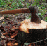 Фото: https://chicagoiltreeremoval.com/wp-content/uploads/2019/11/tree_strump_removal-1536x1152.jpg - KaliningradToday.Ru
