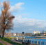 На Верхнем озере в Калининграде срубят 15 деревьев - Kaliningrad.Ru