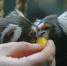 IGOR8732_common.JPG - Калининградский зоопарк
