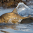 Фото: https://winter-fishing.ru/wp-content/uploads/2011/05/Karas-nerestitsya.jpg - Янтарный Край