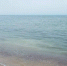 Вода у берегов Куршской косы окрасилась в жёлтый цвет - Kaliningrad.Ru
