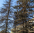 jkr0io4h1xzuef0mzcdgkonyhzwlfnzk.jpg - NewKaliningrad.Ru