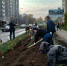 «Присвоенные «квадраты» сегодня зияют пустотой»: Дятлова — о первом этапе осенней высадки зелени в Калининграде - Новости Калининграда | Фото автора - Klops.Ru