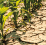 Фото: https://mcx39.ru/wp-content/uploads/2023/06/121-scaled.jpg - KaliningradToday.Ru