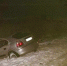 В Гурьевском районе автомобиль врезался в дерево и разорвался на две части, одну из них отбросило в кювет  - Новости Калининграда | Фото: пресс-служба УМВД по Калининградской области - Klops.Ru