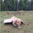 Собаку подобрали 31 декабря, только через три дня смогли попасть к доктору | Фото: Зоя Шумилова - Klops.Ru