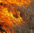 Фото: https://39.mchs.gov.ru/uploads/resize_cache/news/2024-03-04/v-yantarnom-krae-nachalis-pervye-travyanye-paly_1709553204185597572__800x800.jpg - Янтарный Край