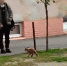 В Калининграде по улице бегает перепуганный лисёнок - ИА Русский Запад