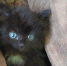 Котёнок 2.jpeg - ИА Русский Запад