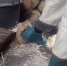 В калининградском зоопарке показали броненосца, который охотится на чужие ботинки - Kaskad.TV