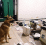Фото: пресс-служба Пограничного управления ФСБ России по Калининградской области - НИА-Калининград