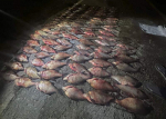 Лещам Калининградского залива устроили кромешную душегубку