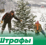 Вниманию населения! Незаконная рубка деревьев - Городской Совет депутатов