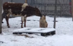 Калининградскую область умилило видео коровьей ласки к собаке