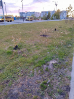 Чиновники попросили калининградцев не сажать в городе деревья