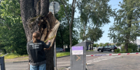 В Калининграде по сообщениям СМИ о травмировании девушки в результате падения на нее дерева возбуждено уголовное дело о халатности - Следственный комитет