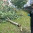 Возбуждено уголовное дело из-за падения дерева на ребёнка в Калининграде - ИА Русский Запад