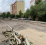 Власти прокомментировали вырубку на ул. Майской в Калининграде (фото) - NewKaliningrad.Ru