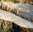 Для строительства здания универсального рынка на Сельме в Калининграде вырубят 79 деревьев - Kaliningrad.Ru