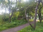 Угроза школе и мёртвый сад: хит-парад потенциальных деревьев-убийц в Калининграде, часть 2