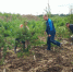 Вокруг мусорного полигона под Советском высадили 350 елей и сосен (фото) - Kaliningrad.Ru
