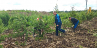 Вокруг мусорного полигона под Советском высадили 350 елей и сосен (фото) - Kaliningrad.Ru