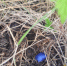 Калининградские полицейские задержали закладчика психотропных веществ - ОУ МВД Калининградской области
