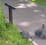 «Свили гнёздышко»: в Калининградском зоопарке у цесарок вылупились птенцы - Kaskad.TV