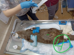 Выдру Марека из Калининградского зоопарка прооперировали