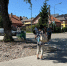 Активисты просят убрать камни, которыми закрывают корни деревьев в Зеленоградске - Комсомольская правда