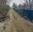 Для обустройства спуска к морю в Филинской бухте разрешили вырубить 131 дерево - Kaliningrad.Ru