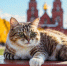 Корму для кошек из Швеции не дали пробраться в Калининград через Литву - ИА Русский Запад