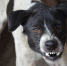dog-5287546_1280 - KaliningradToday.Ru