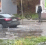 В Немане стая собак обижает лебеденка - Комсомольская правда