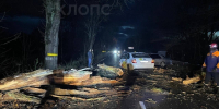 В Калининграде сбитое легковушкой дерево упало на дорогу, в препятствие врезалась машина доставки (фото) - Новости Калининграда | Фото очевидцев - Klops.Ru