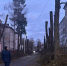 Власти Советска про обрезку деревьев: «Ребята знают, что делают» - NewKaliningrad.Ru