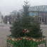 В центре Калининграда начали устанавливать пихты в кадках (фото) - Kaliningrad.Ru