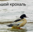 На Куршскую косу прилетела необычная птица из Европы - Комсомольская правда