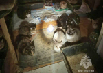 В Калининграде чуть не погибли 50 кошек с собакой